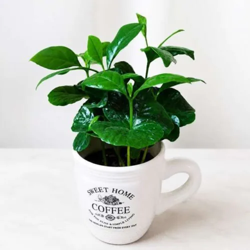 Pianta del caffè in tazza decorata