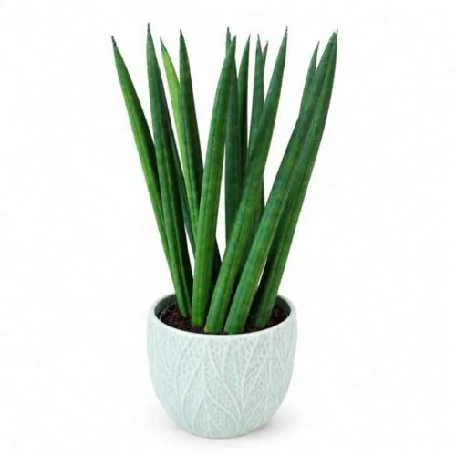 Sansevieria cylindrica in vaso