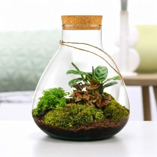 Terrarium di vetro a goccia con calathea e muschio