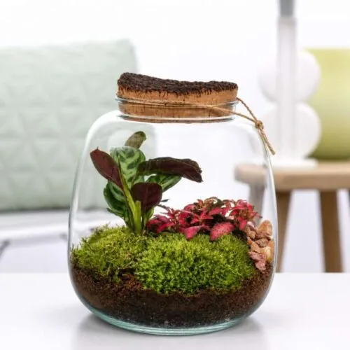 Terrarium Hyperion in vaso di vetro con piante e muschio